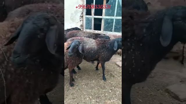 на продажу матки 45т сом адрес Кемин ? смотреть онлайн