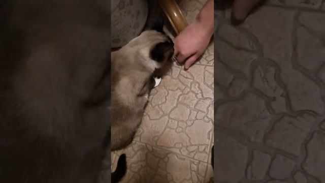 #кот #тайская #рекомендации #отдых #игра