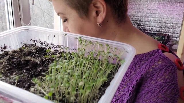 Горе, а не рассада. Показ рассады на подоконнике. Конец марта. смотреть онлайн