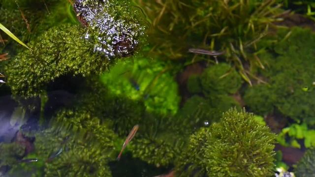 How To Grow Aquarium Moss & Liverwort: Java Moss part 3 смотреть онлайн
