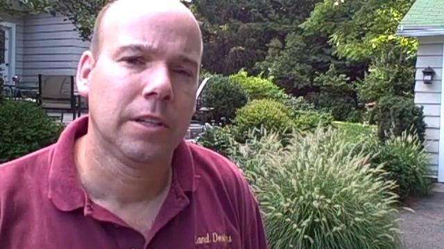 Dwarf Fountain Grass - Pennisetum Alopecuroides 'Hameln'