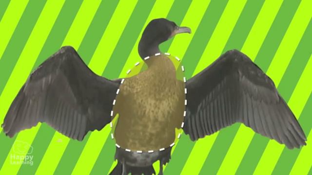 Birds | Educational Video For Kids