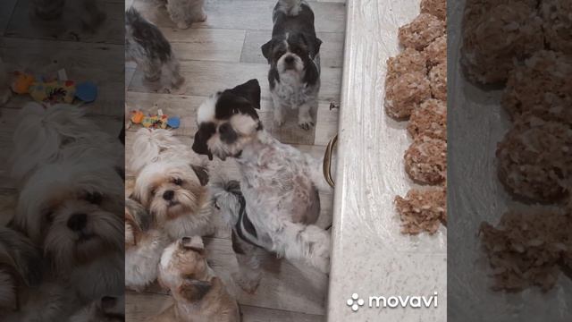 Ши тцу. Мои малыши, моя любовь🥰 смотреть онлайн