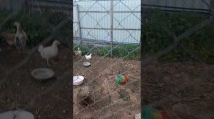уход за курями и что для этого нужно