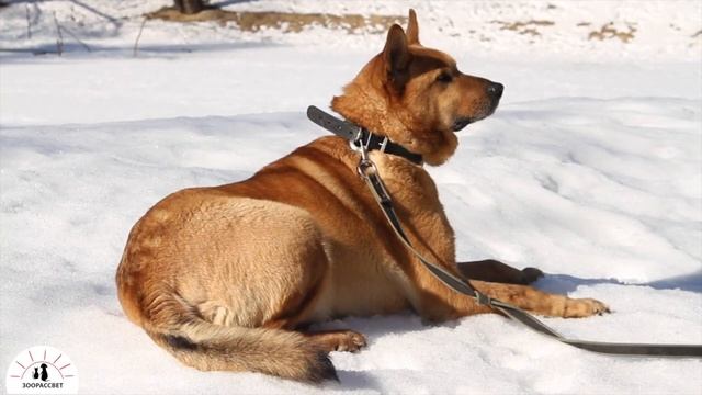 Взять собаку из приюта Банзай. Приют ЗООРАССВЕТ смотреть онлайн