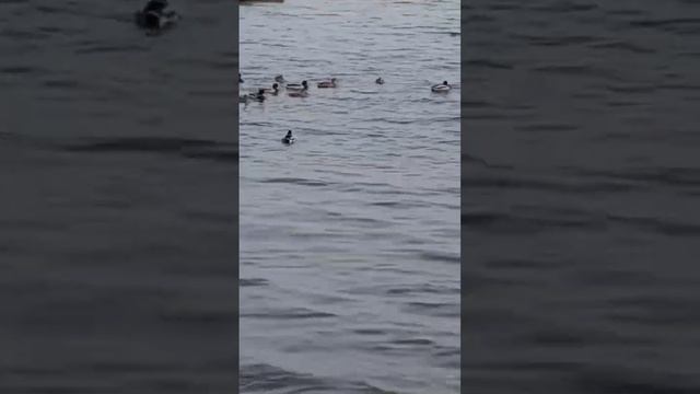 отдушина!) смотреть онлайн