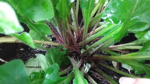 Когда зацветёт гербера в саду?