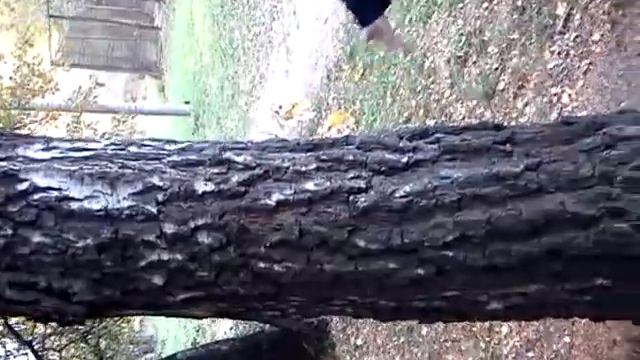 белочка смотреть онлайн