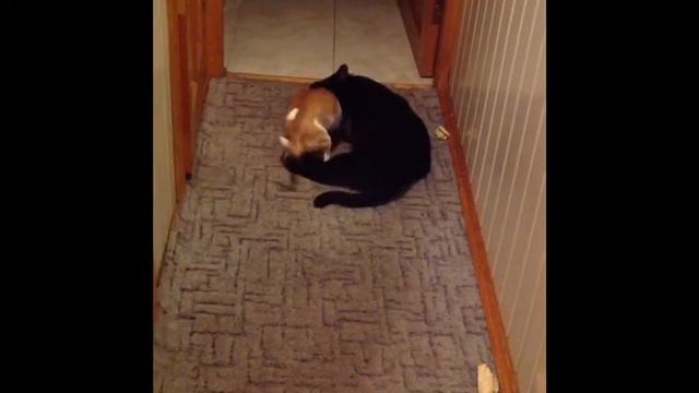 Чихухуа Джанни и кот Маркиз смотреть онлайн