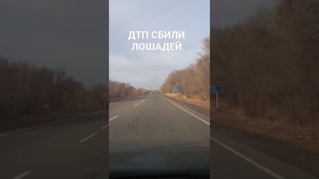 дтп сбили лошадей жесть смотреть онлайн
