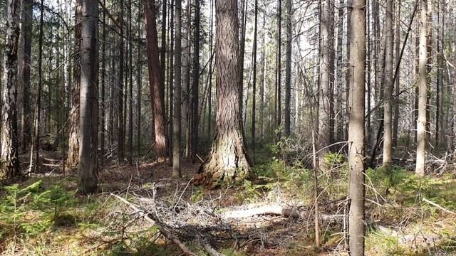 Нагонка русской гончей 1.5 года смотреть онлайн