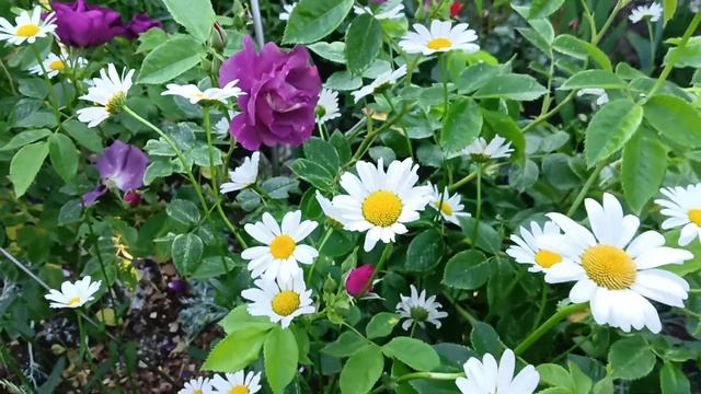 Цветет роза Рапсодия ин Блю смотреть онлайн