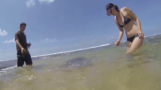 Плавание с черепашкой! Пляж в городе Hikkaduwa, Шри Ланка )) смотреть онлайн