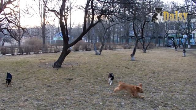 Шелти и Английский Кокер Спаниель. Верные друзья: Дейзи и Рокки смотреть онлайн