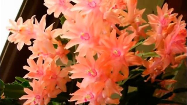 Чем подкормить декабрист, чтобы он порадовал Вас пышным цветением. смотреть онлайн