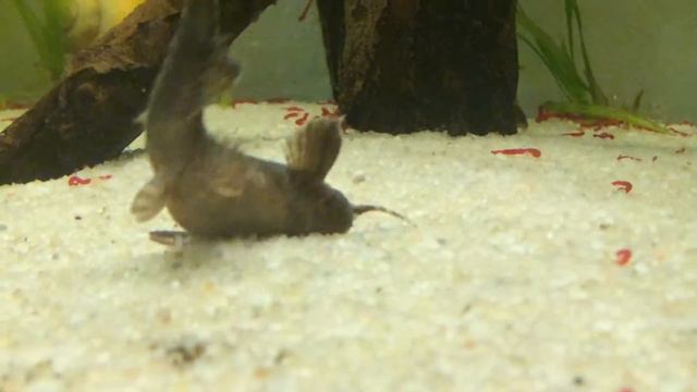 Bunocephalus смотреть онлайн