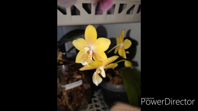 ЦВЕТЕНИЕ ОРХИДЕЙ В ЯНВАРЕ 2020г смотреть онлайн