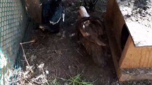 Индоутки, Содержание, Часть-22. Индоутки Сели парить