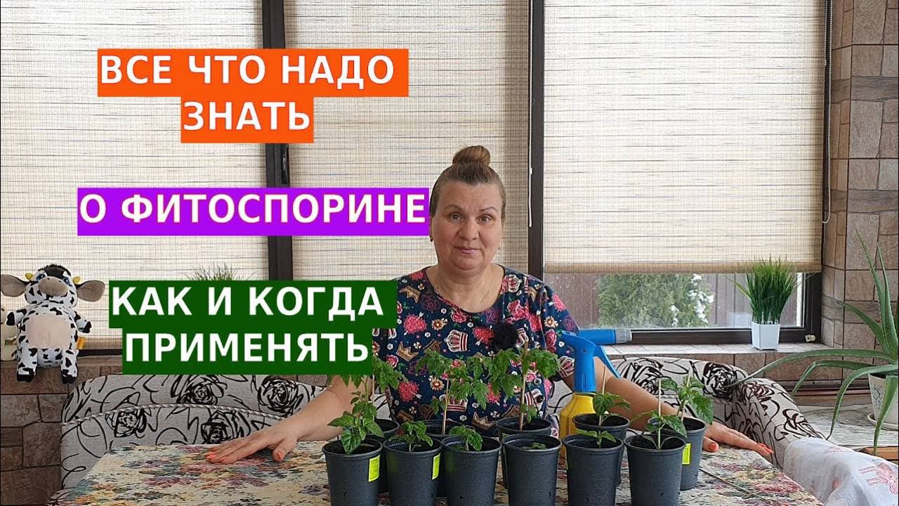 Фитоспорин надежный помощник рассады. Когда, как и зачем применять смотреть онлайн