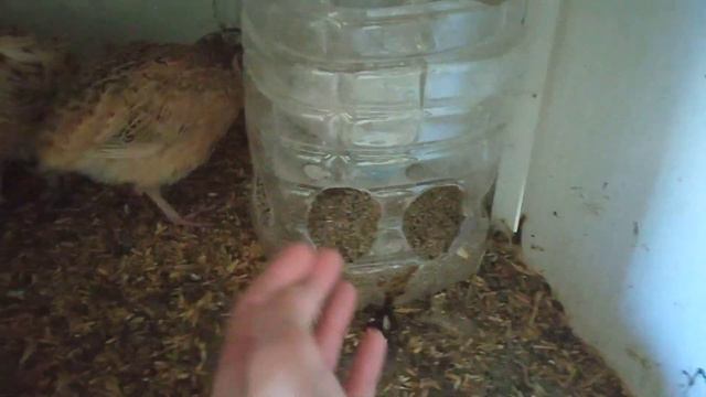 Виргинские перепела снесли первое яйцо / Необычное яйцо от селадонов смотреть онлайн