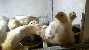 Рост бройлера Росс 308 Турция.