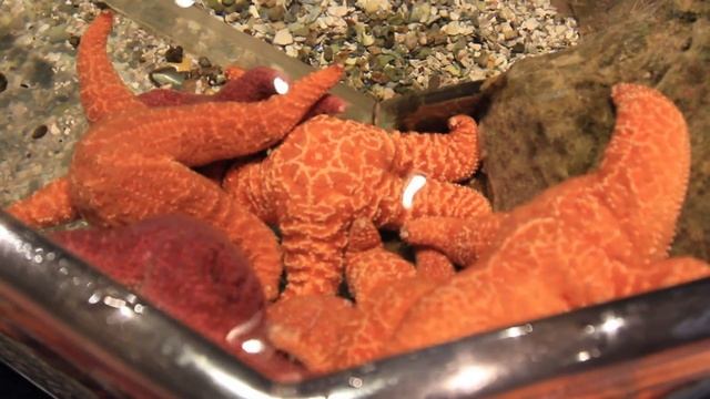 Сamden. Камден, штат Делавер. Adventure Aquarium смотреть онлайн