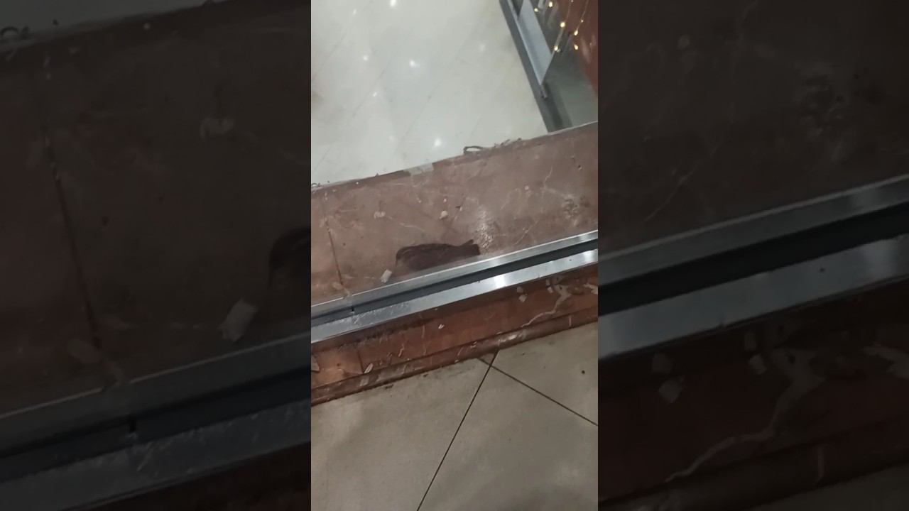 Берегите братьев наших меньших☺ смотреть онлайн