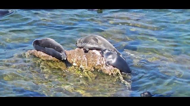 Байкальская нерпа. о.Тонкий смотреть онлайн