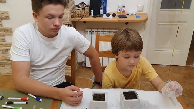 Сажаем 2 настоящих дерева. Инжир и сосна. смотреть онлайн