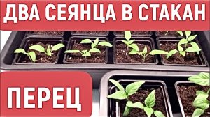 Пикирую рассаду сладкого перца. Два сеянца в один стакан!