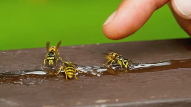 Friendly Wasps смотреть онлайн