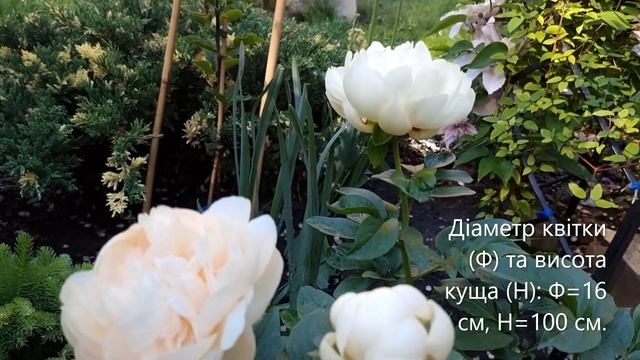 Півонія Пастелеганс/Paeonia Pastelegance смотреть онлайн