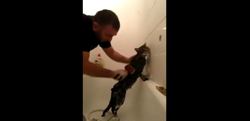 Водные процедуры для терпеливого кота смотреть онлайн