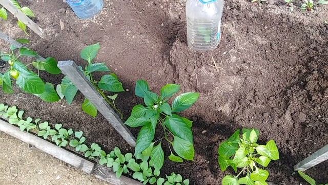 Выращивание арбузов и дынь. Подкормка перцев и баклажан в теплице. смотреть онлайн