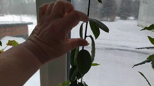 Лавры выращенные из семян на втором году роста. смотреть онлайн