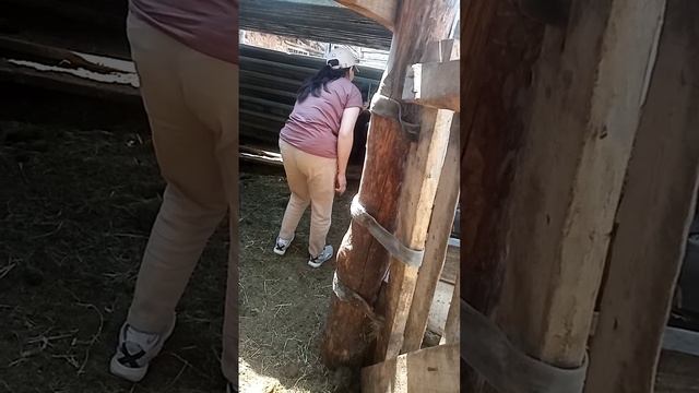 Кочкарчики едут в Горный Алтай. смотреть онлайн