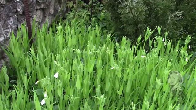 ЛЕСНЫЕ РАСТЕНИЯВ САДУ КАКИЕ РАСТЕНИЯ Я НЕ ПРИВЕТСТВУЮ смотреть онлайн