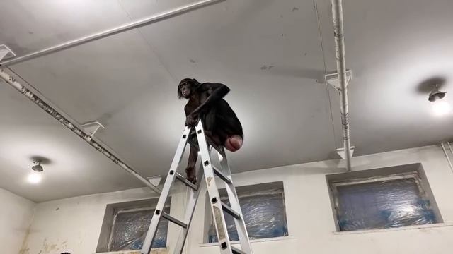 Прямая трансляция с шимпанзе из Магнитогорского цирка 5 Апреля 2020г. смотреть онлайн