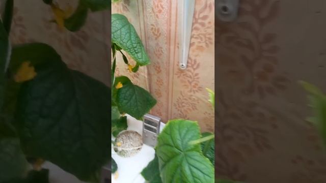 Современные технологии выращивания огурцов зимой, в квартире. смотреть онлайн
