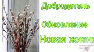 Вербное воскресенье. Почему верба?