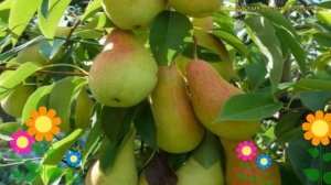 Груша колоновидная. Краткий обзор, описание характеристик, где купить саженцы pyrus communis Г-2