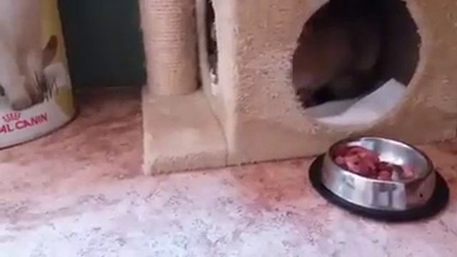 британский кот вредничает...