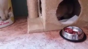британский кот вредничает...