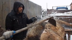 КАК СМАЛИТЬ ШЕРСТЬ НА ВЕНГЕРСКОЙ МАНГАЛИЦЕ