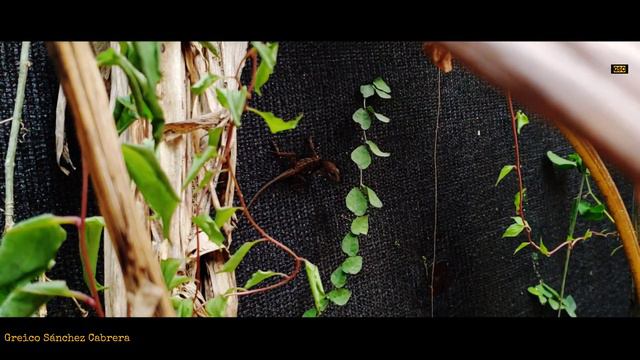 -Por que cambian de color las lagartijas Anolis Cabezon смотреть онлайн