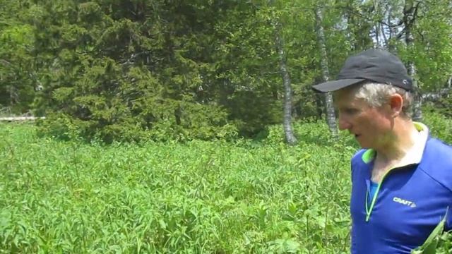 Сбор кислицы