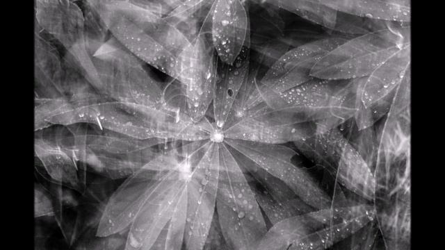 Белый лес смотреть онлайн