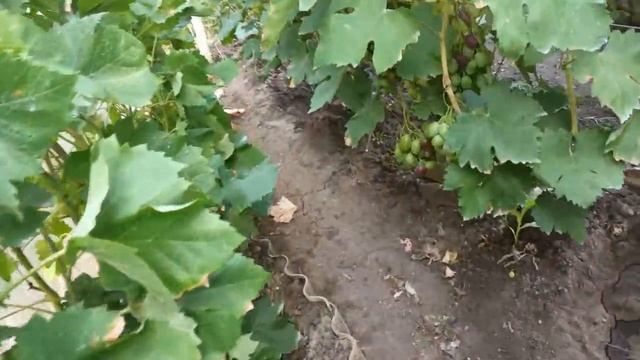 ВИНОГРАД НА 2 АВГУСТА УЛЬТРО РАННИЙ ВИНОГРАД ОБМАН ? ВСЁ КАК ОНО ЕСТЬ УЛЬТРА РАННИЕ СОРТА ВИНОГРАДА смотреть онлайн