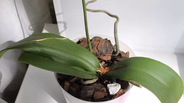 У орхидеи сгнила точка роста. Не всё потеряно ! смотреть онлайн
