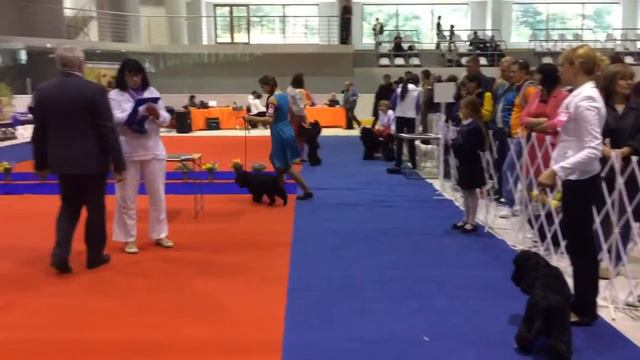 Сочи. Сука класса чемпионов-2. Английский кокер. смотреть онлайн